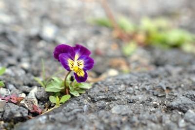 flower growing up through concrete