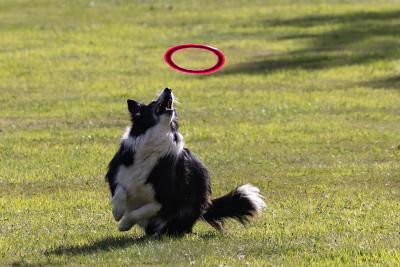 photo of Border Collie dog with throwing ring