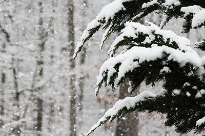  Snow on Evergreen Branches (Calendar)